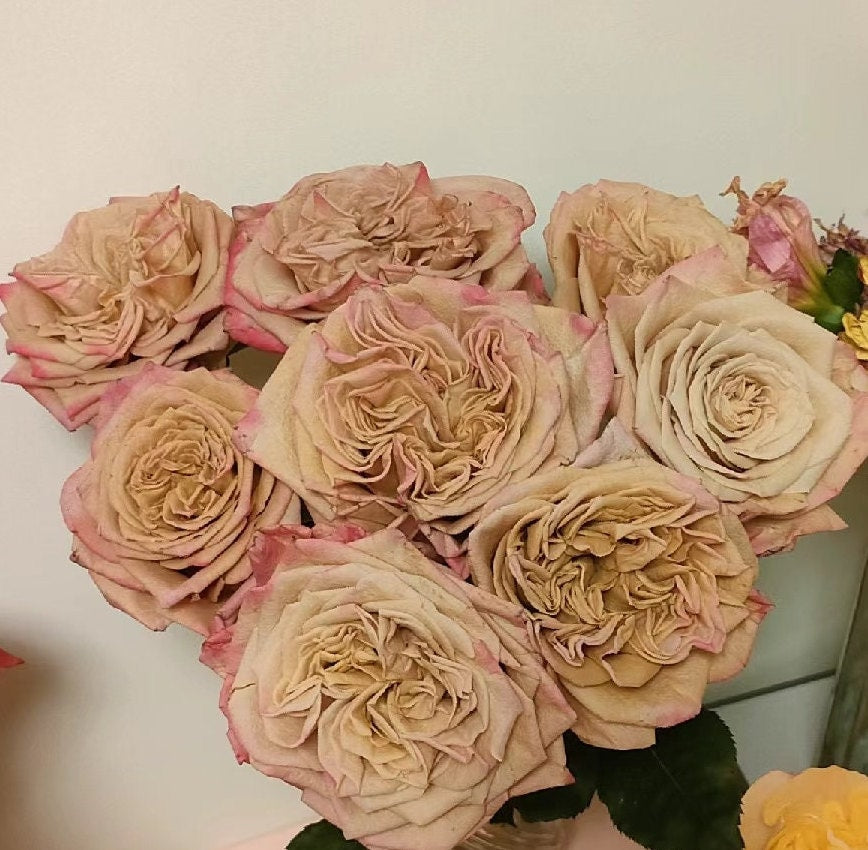 Rose 'Pimms' (皮姆斯公园) (1 Gal+ Live Plant) Shrub Rose
