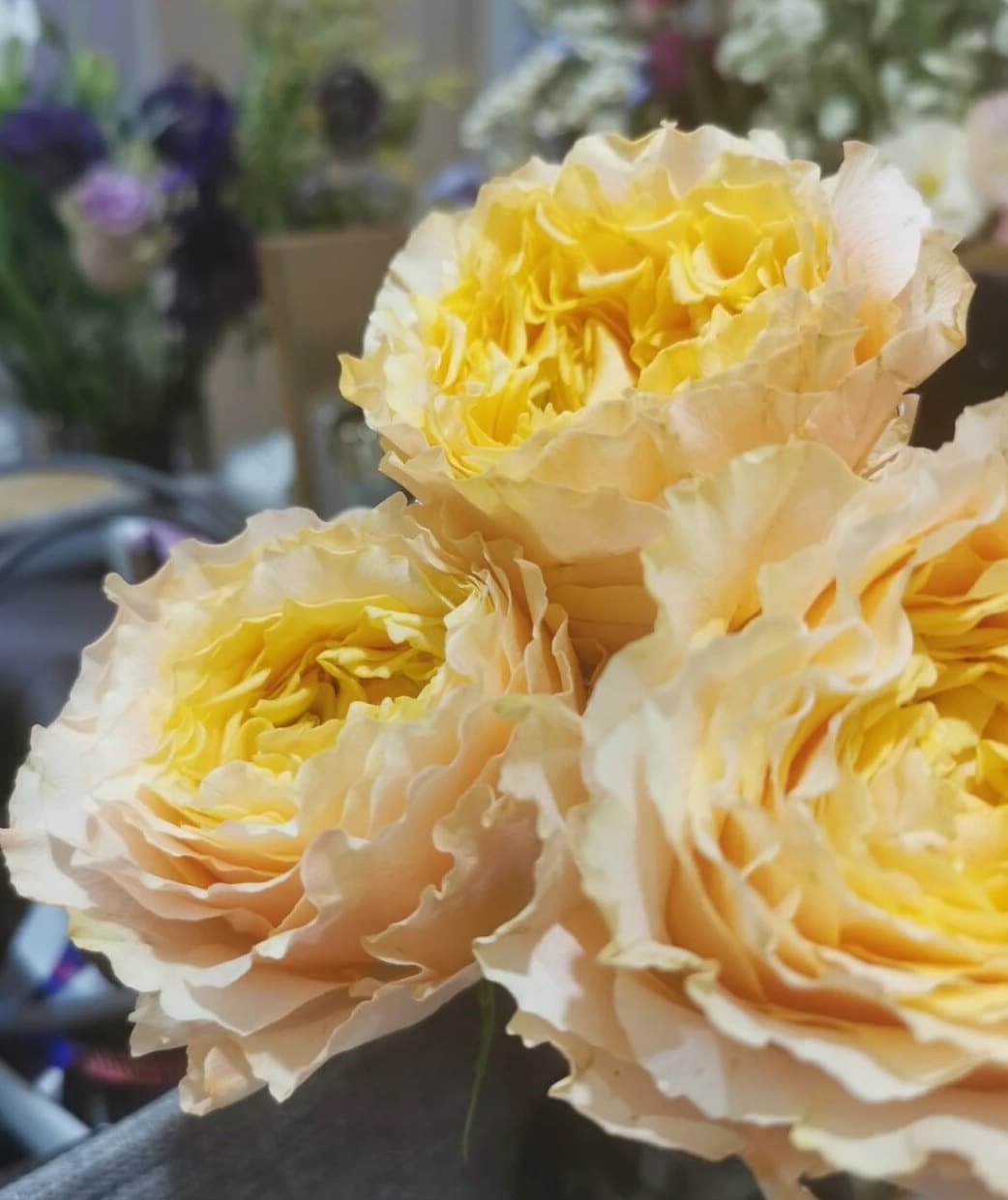 rose 凯拉露娜(CaraLuna) live plants 1Gal+ Bare Root
