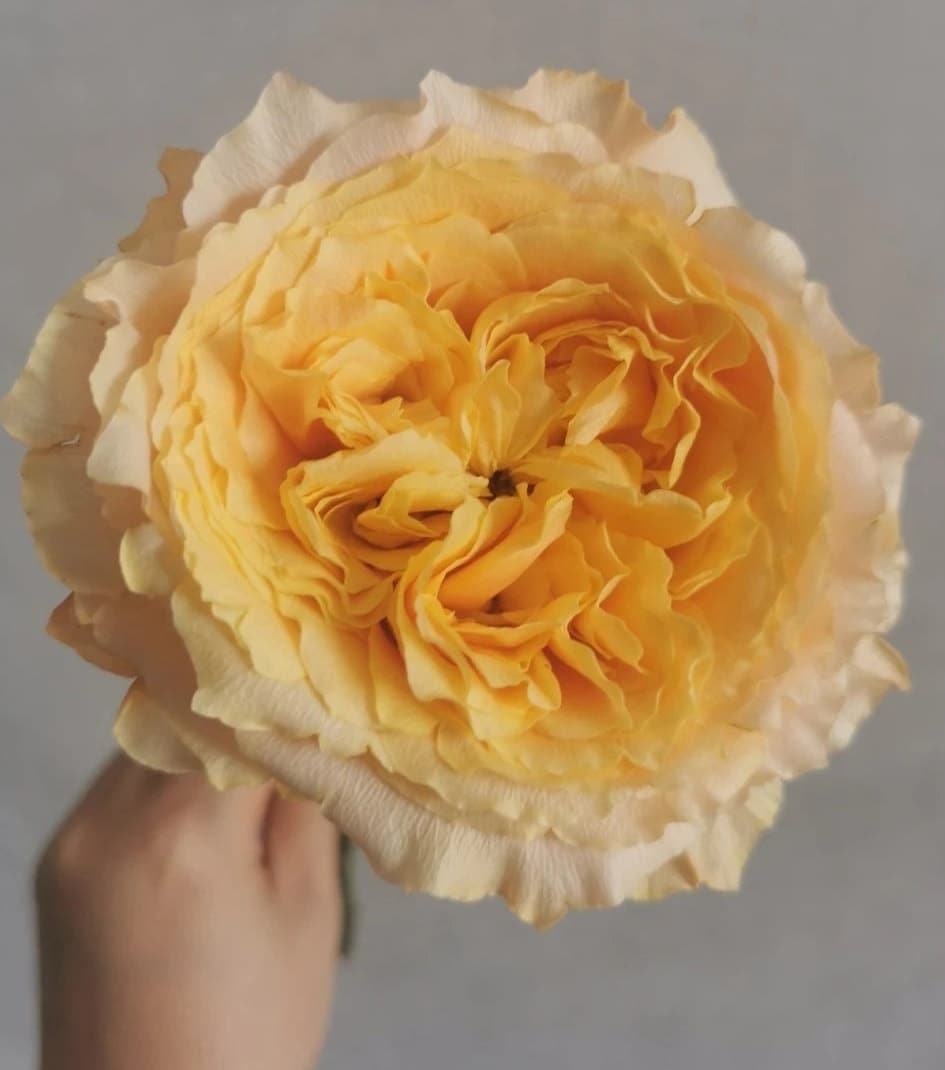 rose 凯拉露娜(CaraLuna) live plants 1Gal+ Bare Root