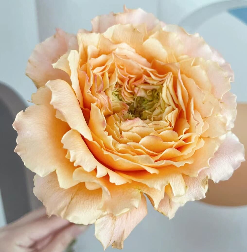 rose 凯拉露娜(CaraLuna) live plants 1Gal+ Bare Root
