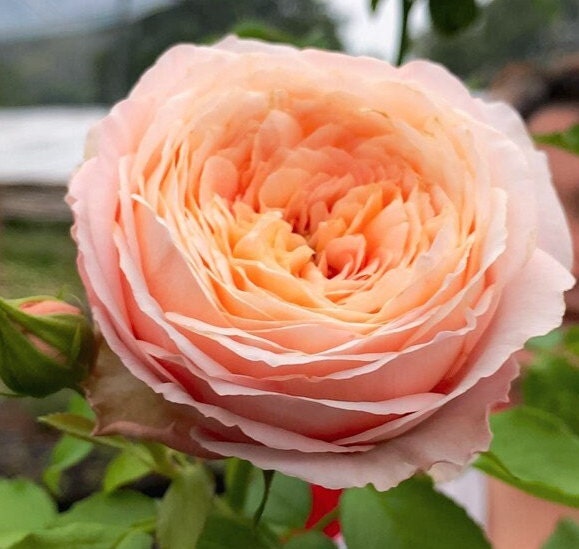 Rose 'Domaine de Chantilly' (玫瑰香橙) fragrance, disease resistance, cut flowers (1Gal+ Live Plant) Shrub Rose .