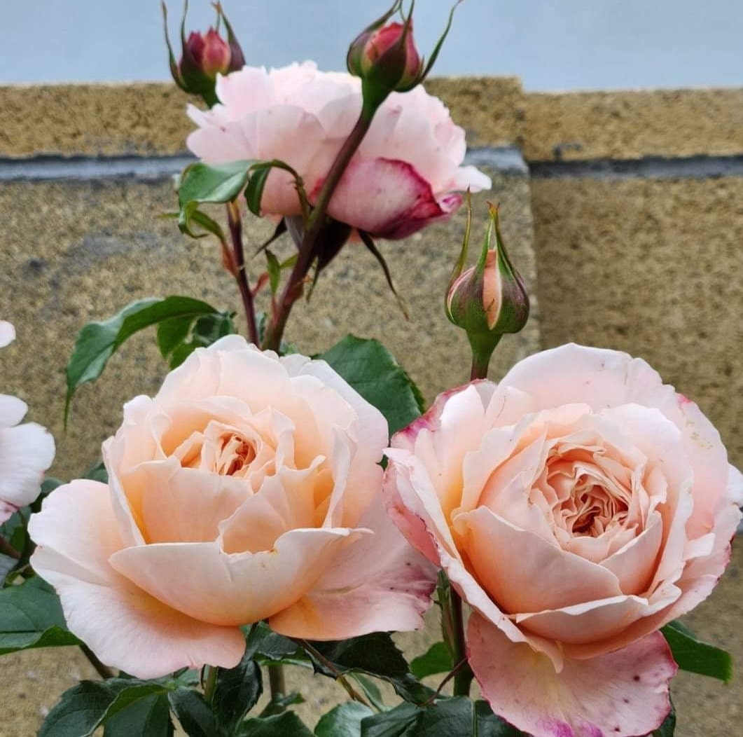 Rose 'Domaine de Chantilly' (玫瑰香橙) fragrance, disease resistance, cut flowers (1Gal+ Live Plant) Shrub Rose .