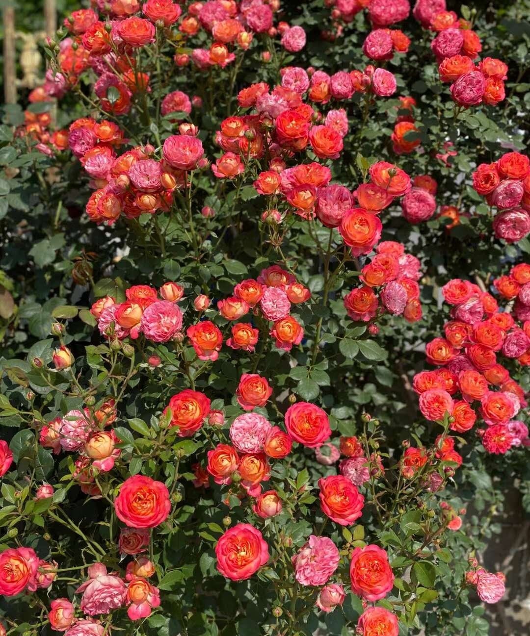 Climbing Rose 'Meilivoine' (藤宝贝) (1Gal Live Plant)