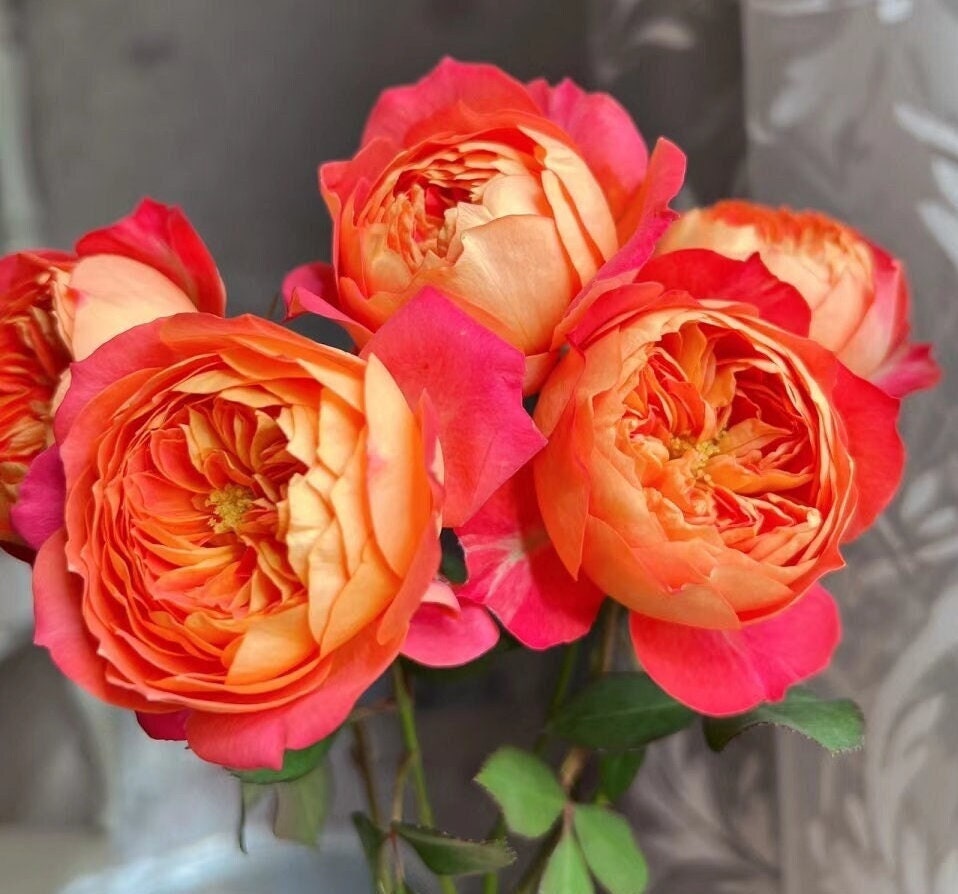 Climbing Rose 'Meilivoine' (藤宝贝) (1Gal Live Plant)