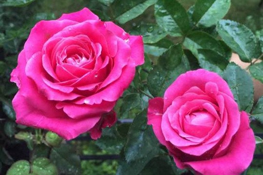 Rose 'All Four Love' (四爱) (1Gal+ Live Plant) Shrub Rose