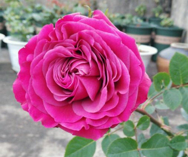 Rose 'All Four Love' (四爱) (1Gal+ Live Plant) Shrub Rose