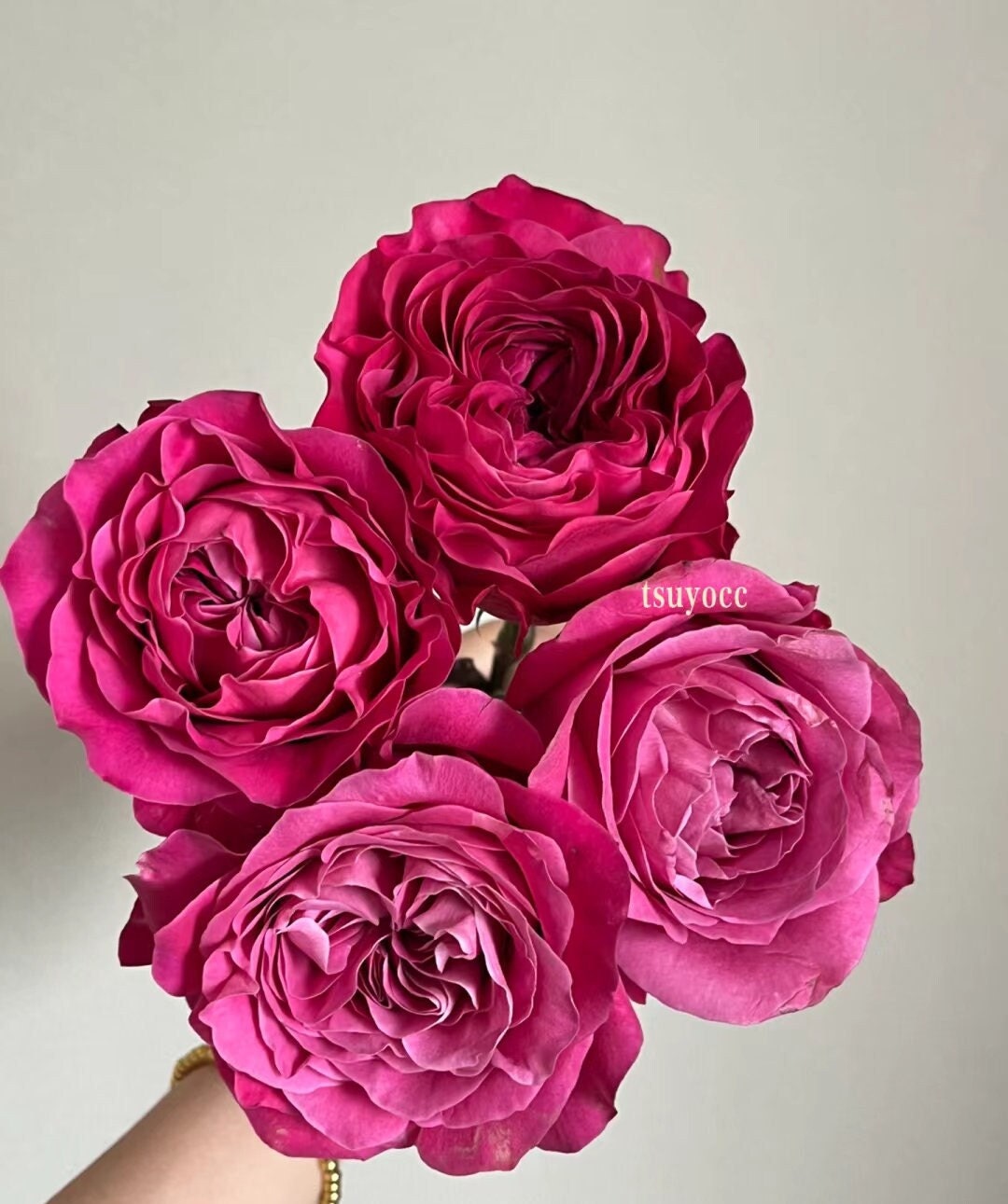 Rose 'All Four Love' (四爱) (1Gal+ Live Plant) Shrub Rose
