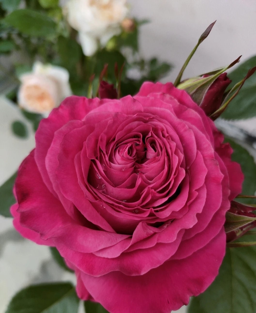 Rose 'All Four Love' (四爱) (1Gal+ Live Plant) Shrub Rose