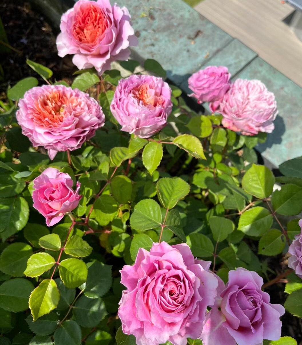 Rose 'Eisvogel' (翠鸟) (1Gal+ Live Plant) Shrub Rose