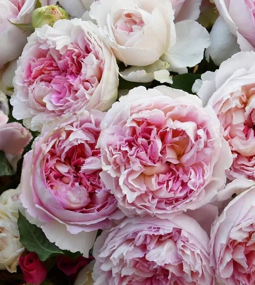 Rose 'Traumerei' (梦㓜曲) (1Gal+ Live Plant) Shrub Rose