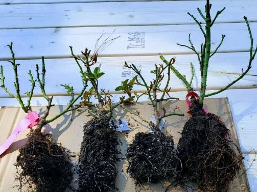Japanese Rose 'Princess Kishi' (柯斯公主) fragrance, disease resistance, cut flowers (1Gal+ Live Plant) Shrub Rose .