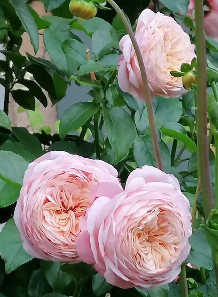 Rose 'Domaine de Chantilly' (玫瑰香橙) fragrance, disease resistance, cut flowers (1Gal+ Live Plant) Shrub Rose .
