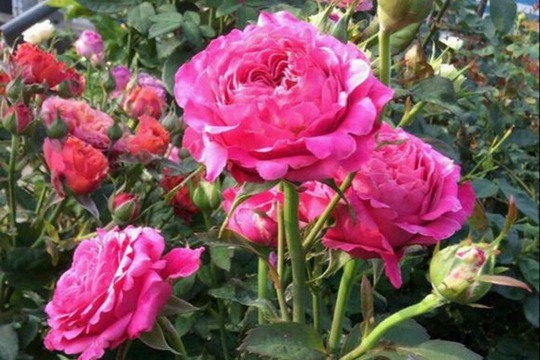 Rose 'All Four Love' (四爱) (1Gal+ Live Plant) Shrub Rose