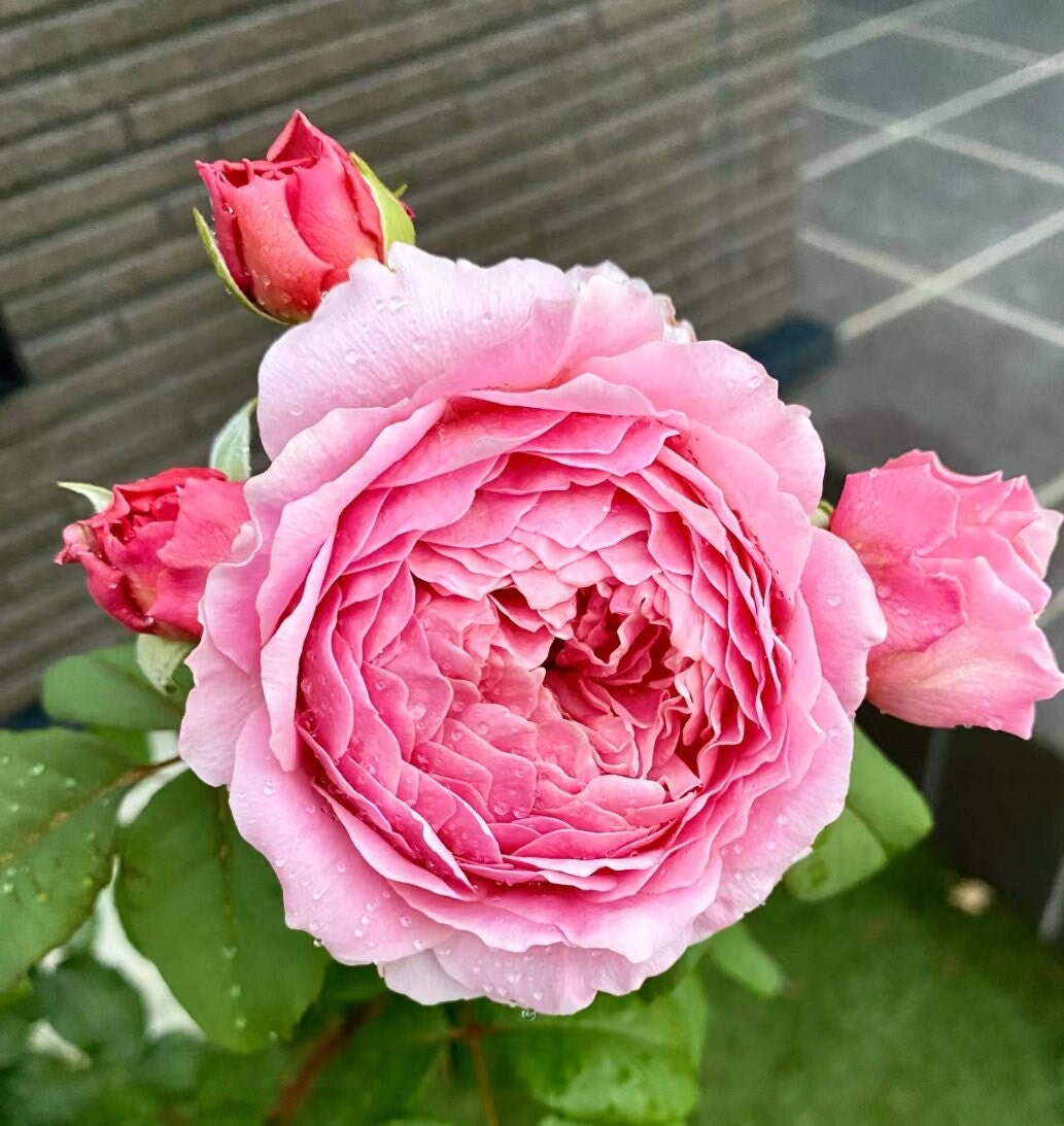 Rose 'Eisvogel' (翠鸟) (1Gal+ Live Plant) Shrub Rose