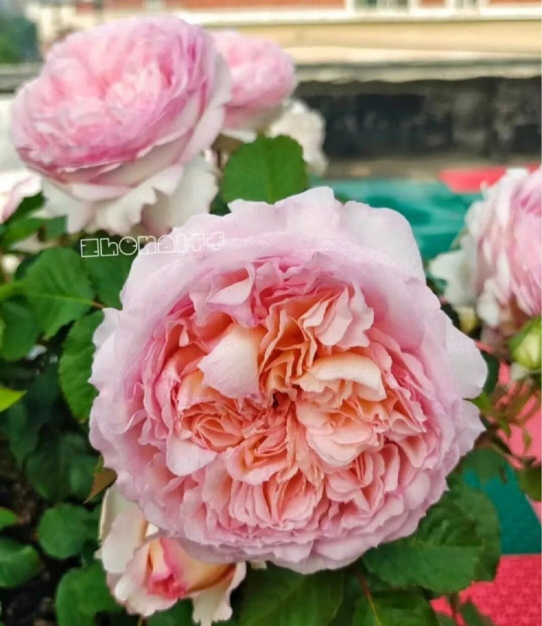 Rose 'Traumerei' (梦㓜曲) (1Gal+ Live Plant) Shrub Rose