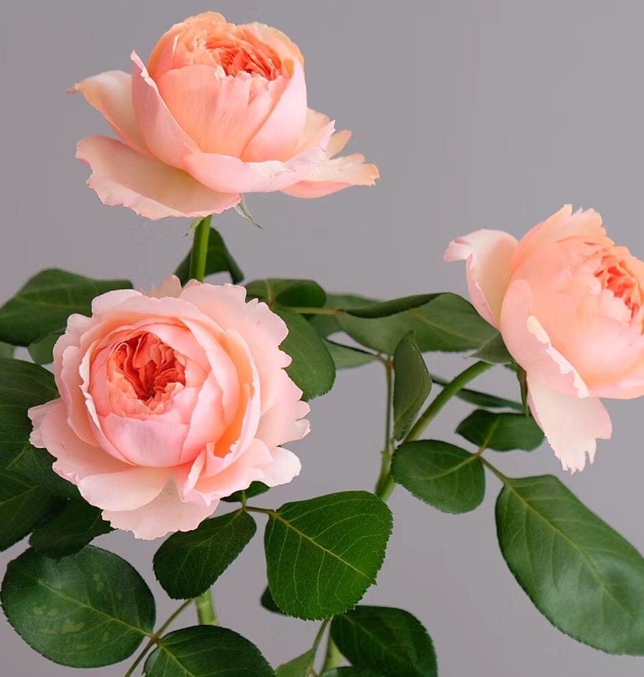 Rose 'Salmanasar' (萨尔曼莎) (1Gal+ Live Plant) Shrub Rose