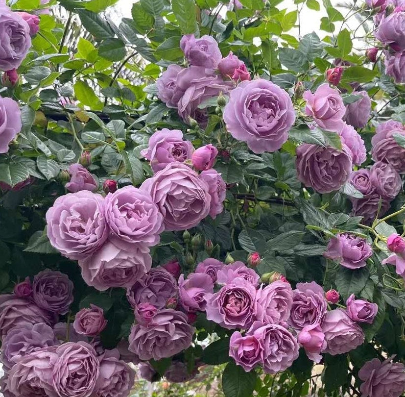 Climbing Rose &lsquo;Lavender bouquet&rsquo; 薰衣草花环) (1 Gal+ Live Plant 