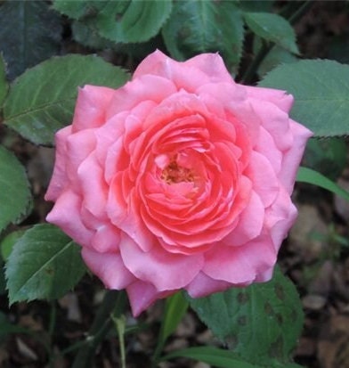 Rose 'Tao Zhuo Lan Tian' (桃灼蓝天) (1Gal+ Live Plant) Shrub Rose