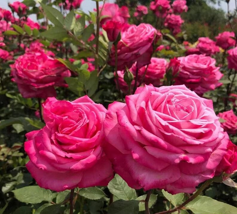 Rose 'Tao Zhuo Lan Tian' (桃灼蓝天) (1Gal+ Live Plant) Shrub Rose