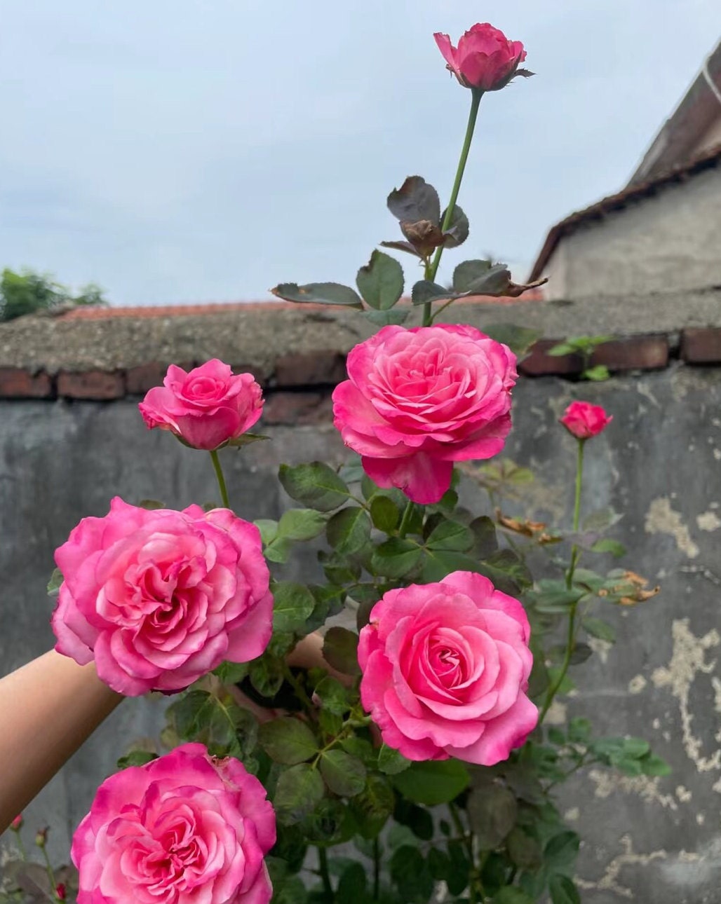 Rose 'Tao Zhuo Lan Tian' (桃灼蓝天) (1Gal+ Live Plant) Shrub Rose