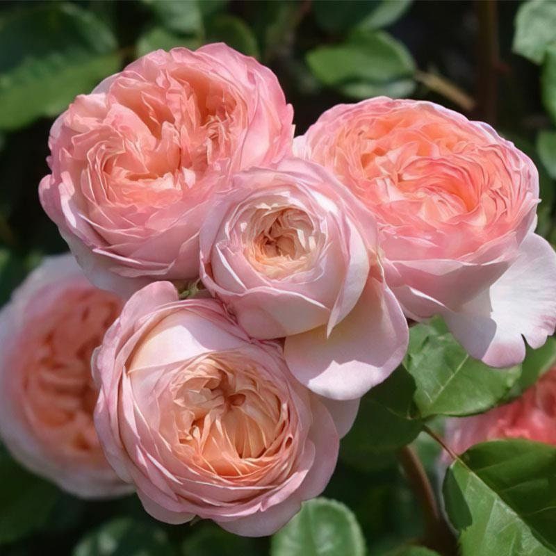 Rose 'Confiture' (果酱) fragrance, disease resistance, cut flowers (1Gal+ Live Plant) Shrub Rose .