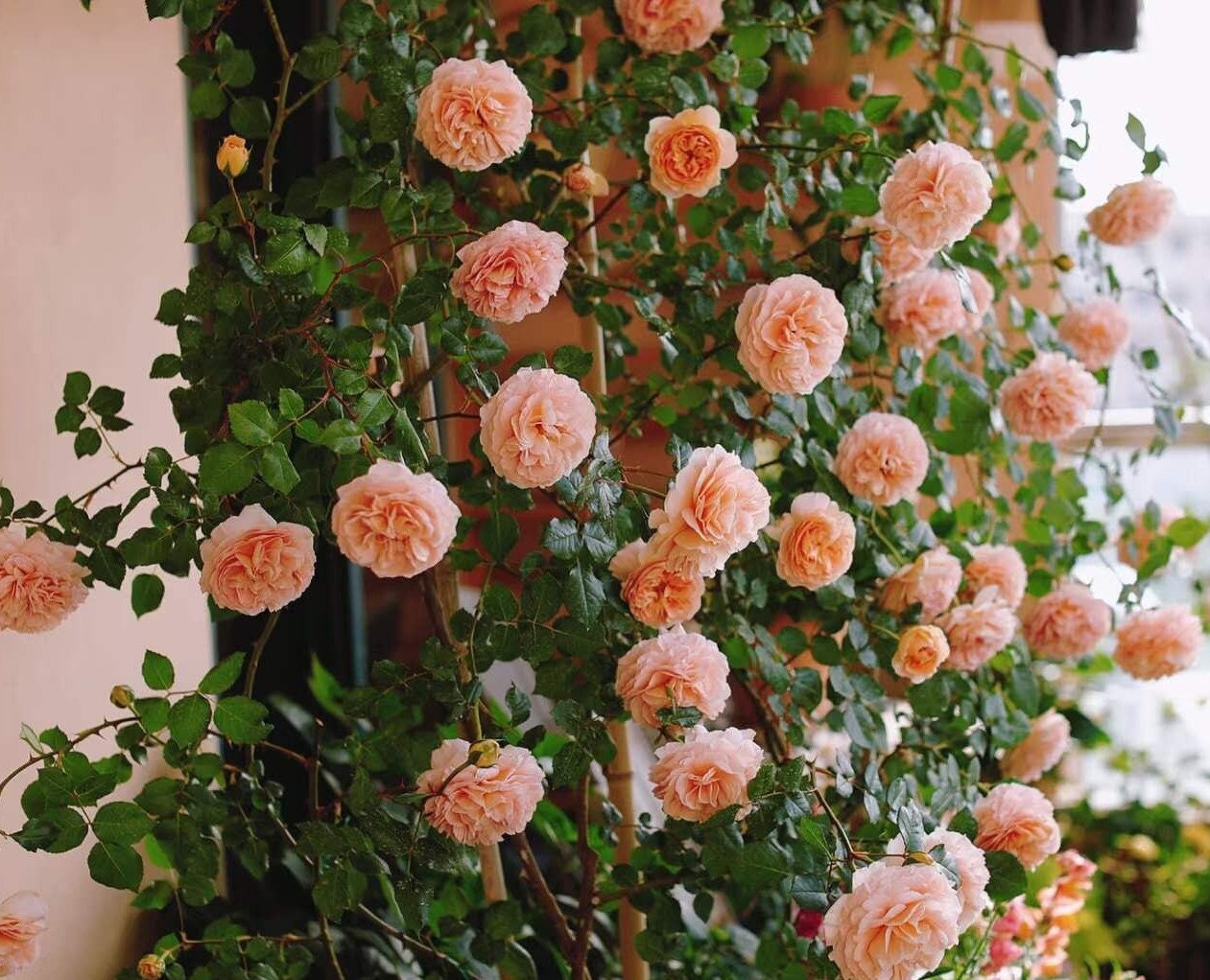 Rose 'Salmanasar' (萨尔曼莎) (1Gal+ Live Plant) Shrub Rose