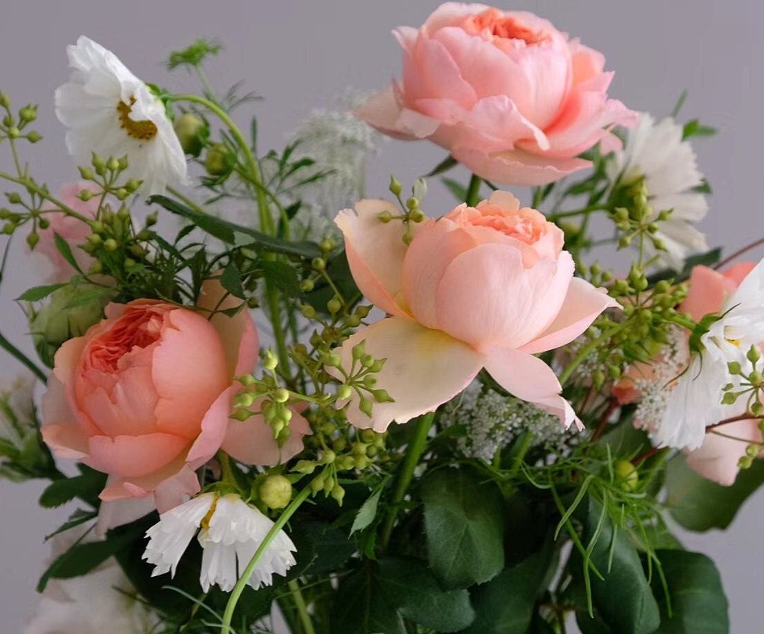 Rose 'Salmanasar' (萨尔曼莎) (1Gal+ Live Plant) Shrub Rose
