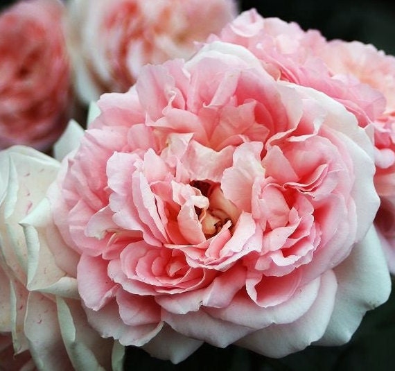 Rose 'Mauritia' (远古大陆) (1 Gal+ Live Plant) Shrub Rose