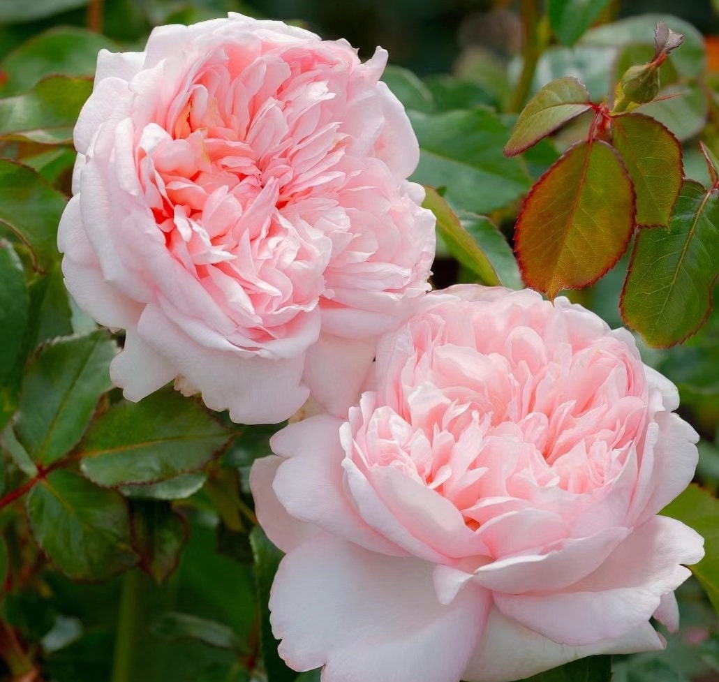 Rose 'Mauritia' (远古大陆) (1 Gal+ Live Plant) Shrub Rose