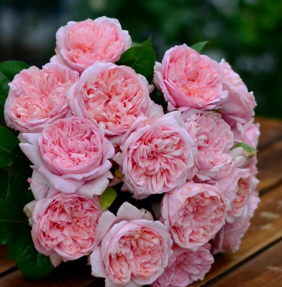 Rose 'Mauritia' (远古大陆) (1 Gal+ Live Plant) Shrub Rose