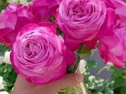 Rose 'Tao Zhuo Lan Tian' (桃灼蓝天) (1Gal+ Live Plant) Shrub Rose
