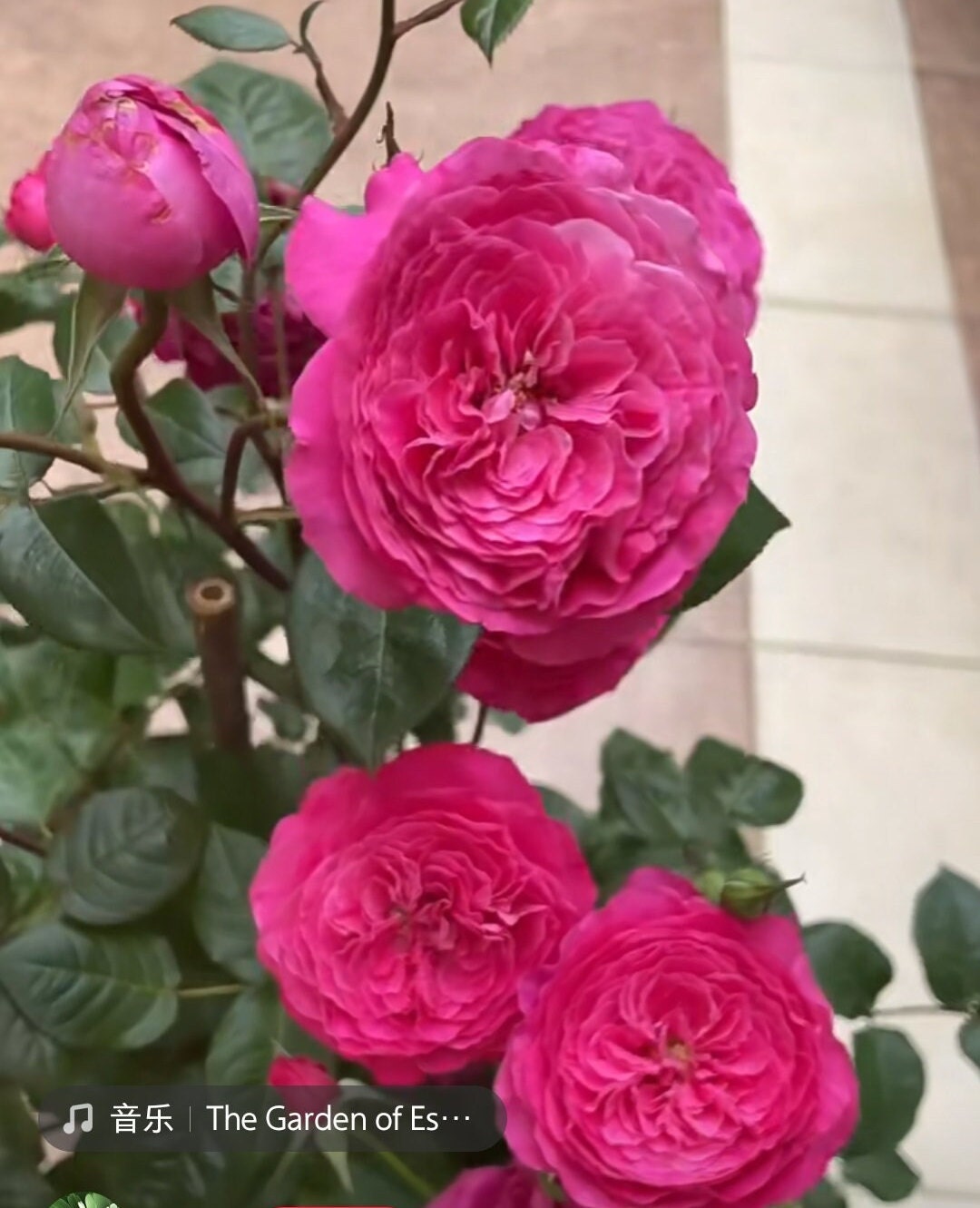 Rose 'Tao Zhuo Lan Tian' (桃灼蓝天) (1Gal+ Live Plant) Shrub Rose