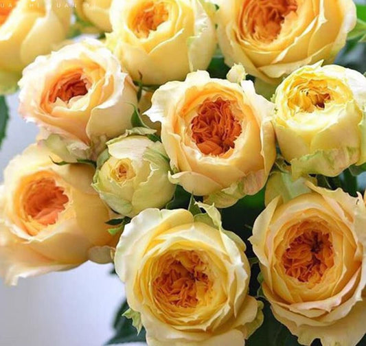 Rose 'Caramel Antike' (焦糖古董) (1 Gal Live Plant) Shrub Rose
