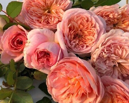 Rose 'London Eye' (伦敦眼) (1Gal+ Live Plant) Shrub Rose