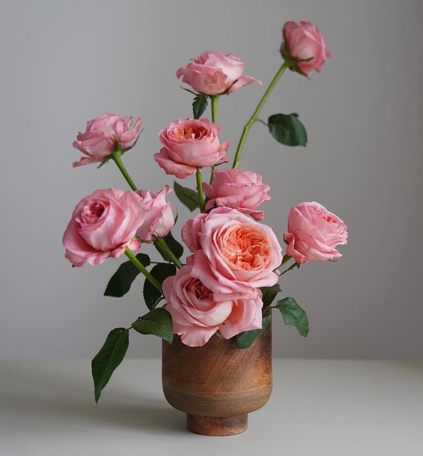 Rose 'London Eye' (伦敦眼) (1Gal+ Live Plant) Shrub Rose