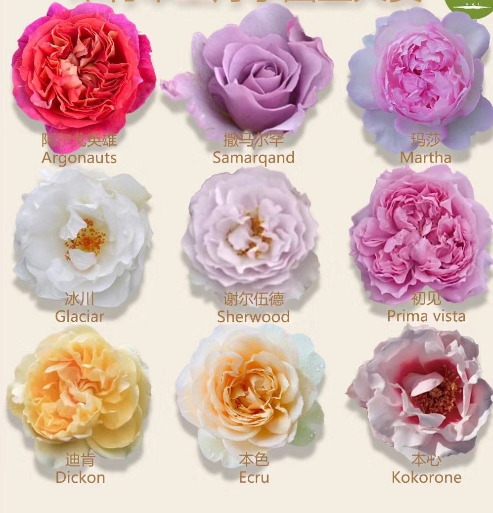 Mystery Rose Box | Live Plant Shrub Rose Live Plant 1 Gal+