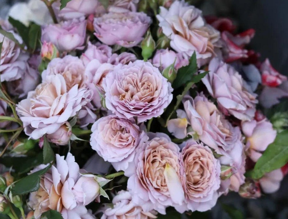 Rose 'Suo Qingqiu' (锁清秋) fragrance, disease resistance, cut flowers (1Gal+ Live Plant) Shrub Rose .