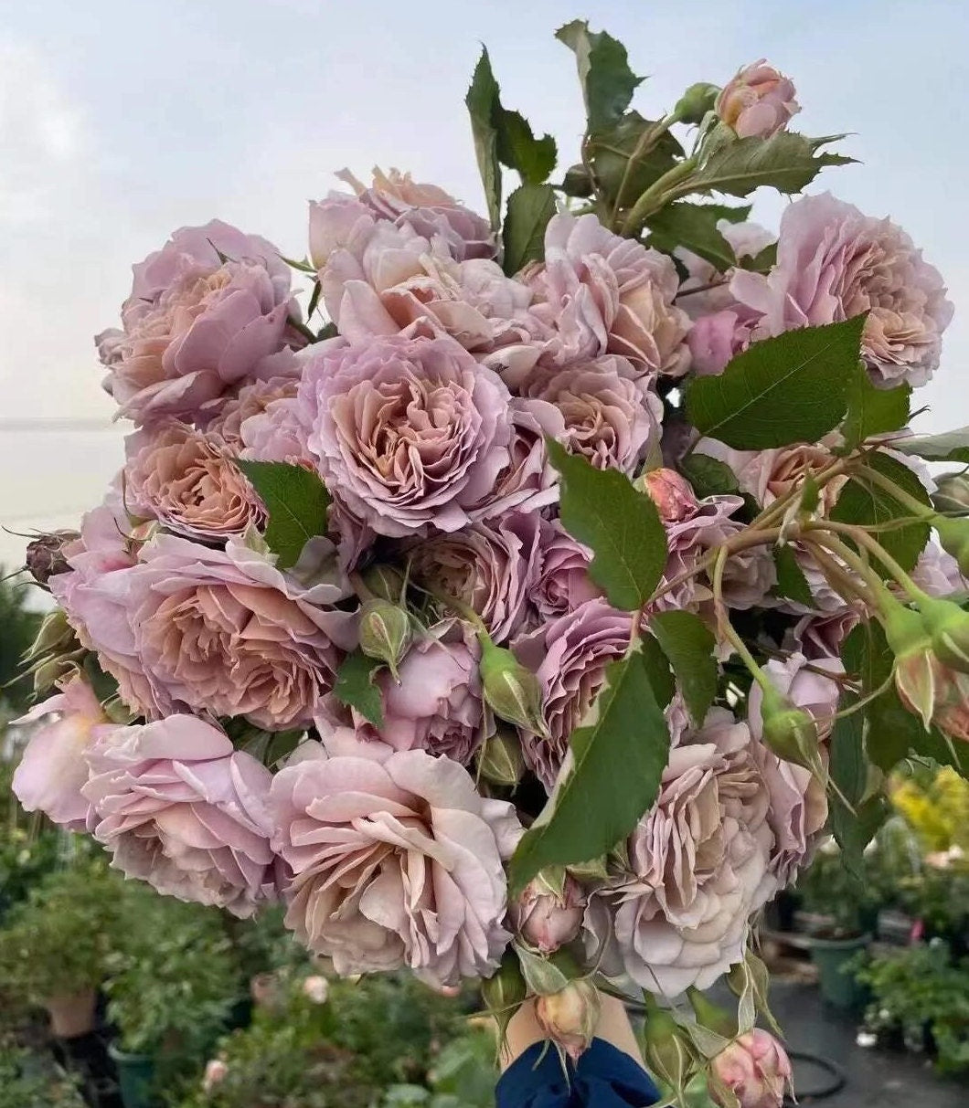 Rose 'Suo Qingqiu' (锁清秋) fragrance, disease resistance, cut flowers (1Gal+ Live Plant) Shrub Rose .