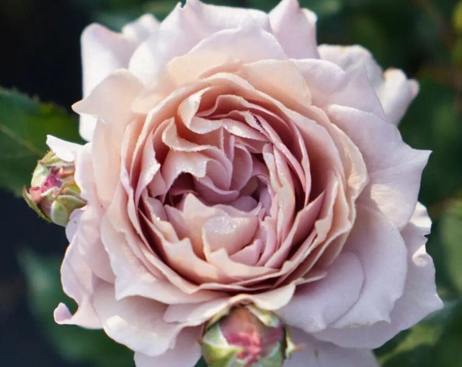 Rose 'Suo Qingqiu' (锁清秋) fragrance, disease resistance, cut flowers (1Gal+ Live Plant) Shrub Rose .