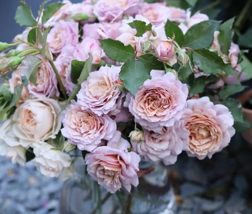 Rose 'Suo Qingqiu' (锁清秋) fragrance, disease resistance, cut flowers (1Gal+ Live Plant) Shrub Rose .