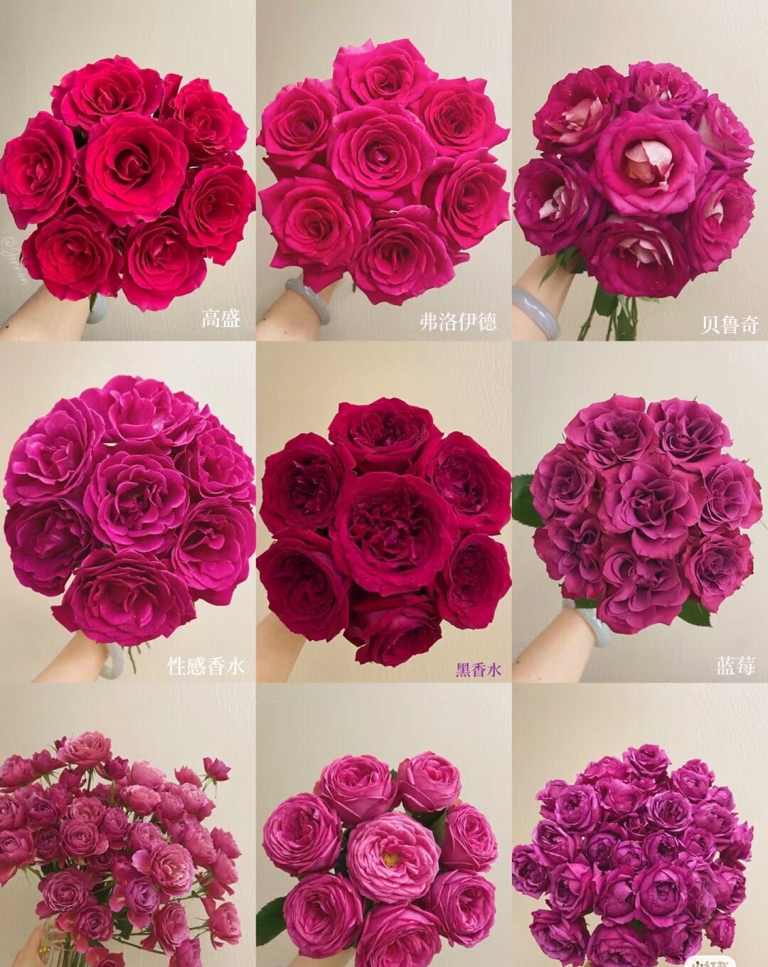 Mystery Rose Box | Live Plant Shrub Rose Live Plant 1 Gal+