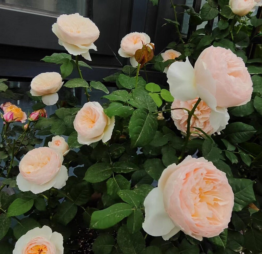 Chinese Rose 'Hanxian' (涵仙) 1Gal+ Live Plant) Shrub Rose
