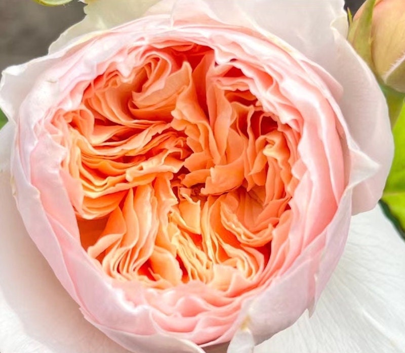 Chinese Rose 'Hanxian' (涵仙) 1Gal+ Live Plant) Shrub Rose