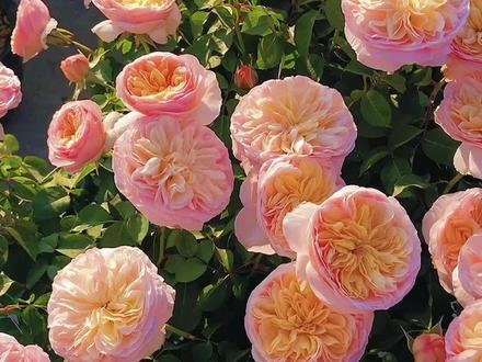 Chinese Rose 'Hanxian' (涵仙) 1Gal+ Live Plant) Shrub Rose