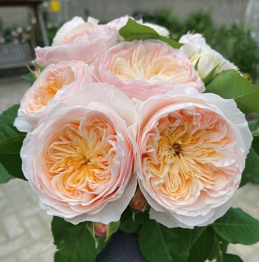Chinese Rose 'Hanxian' (涵仙) 1Gal+ Live Plant) Shrub Rose