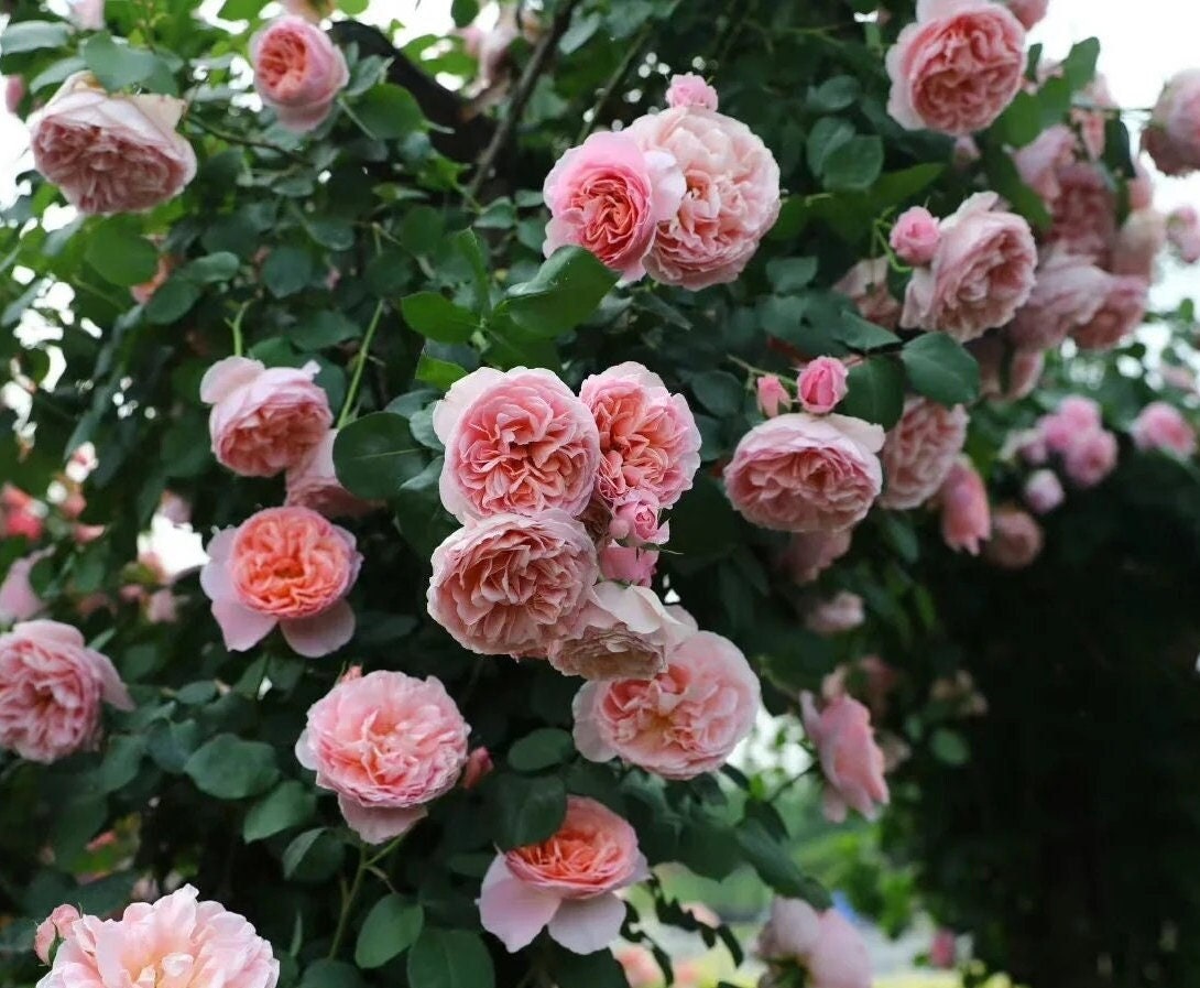 Climbing Rose 'Dames de Chenonceau' (舍农索城堡的女人) (1Gal+ Live Plant)