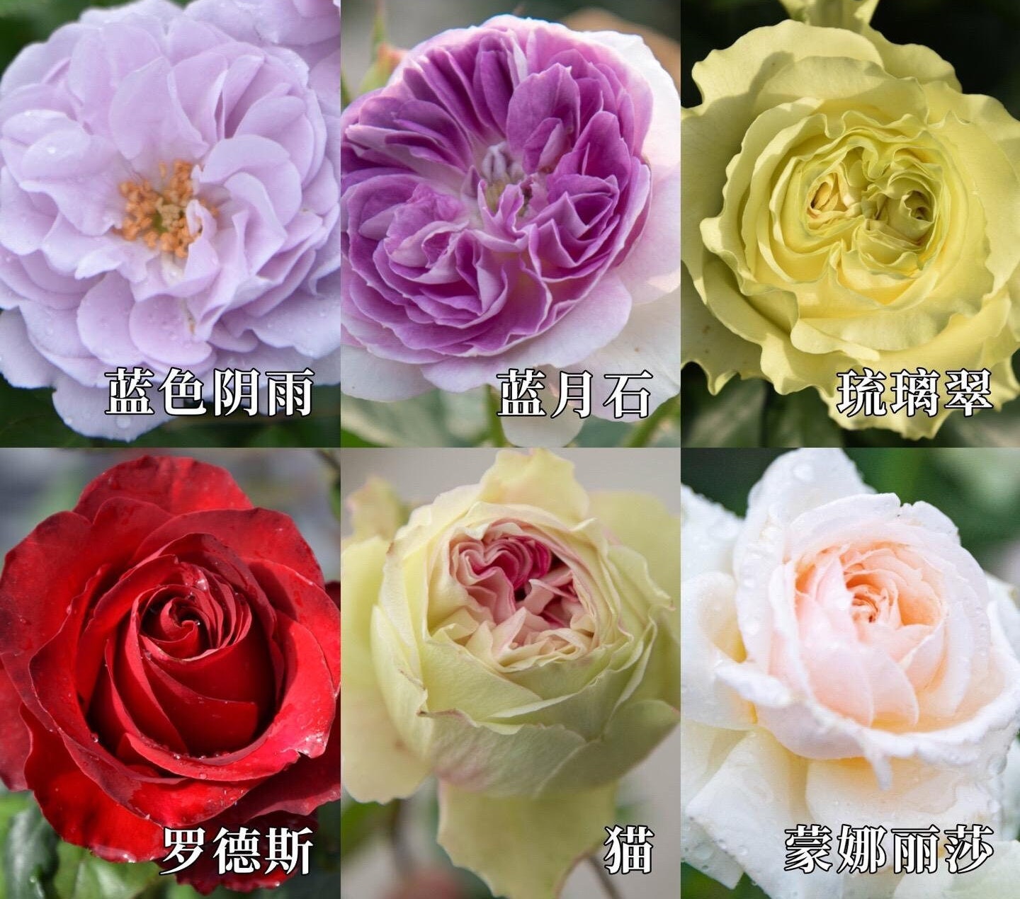 Mystery Rose Box | Live Plant Shrub Rose Live Plant 1 Gal+