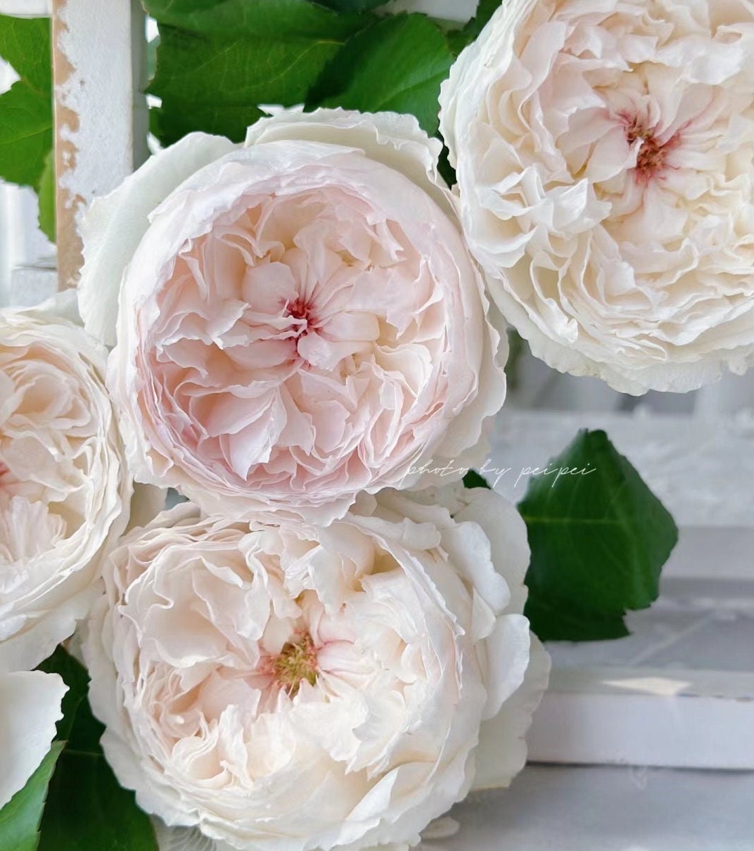 Japanese Rose 'Cocotte' (可可杯) fragrance, disease resistance, cut flowers (1Gal+ Live Plant) Shrub Rose .