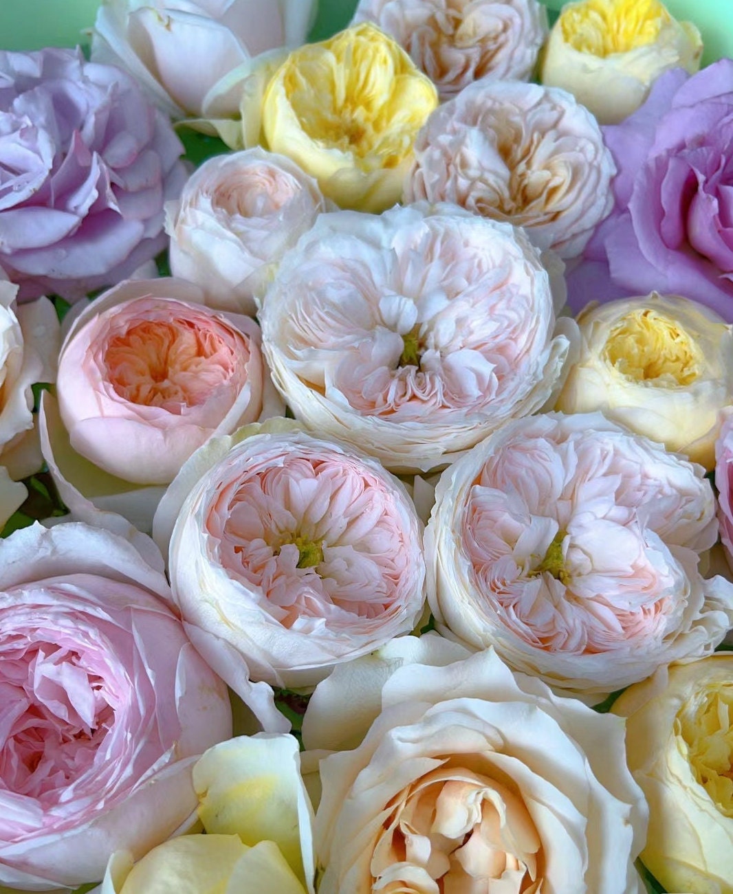 Mystery Rose Box | Live Plant Shrub Rose Live Plant 1 Gal+