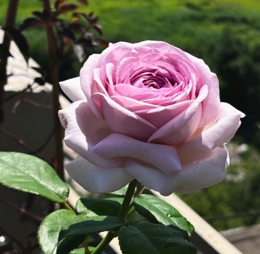 Rose 'The Pride' (荣耀) (1 Gal+ Live Plant) Shrub Rose
